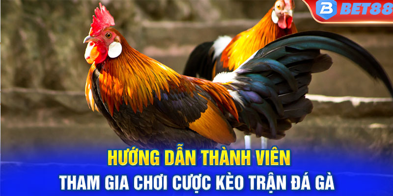 Hướng dẫn thành viên tham gia chơi cược kèo trận đá gà